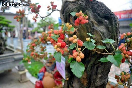 Cây dâu dùng để xua đuôi tà khí