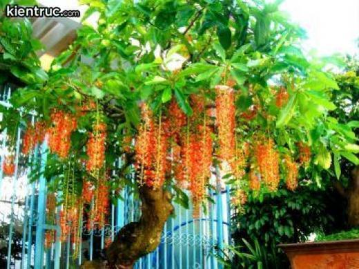 Màu đỏ của sự vui tươi, may mắn