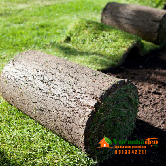 Thư viện Cây Xanh 14 1560142713