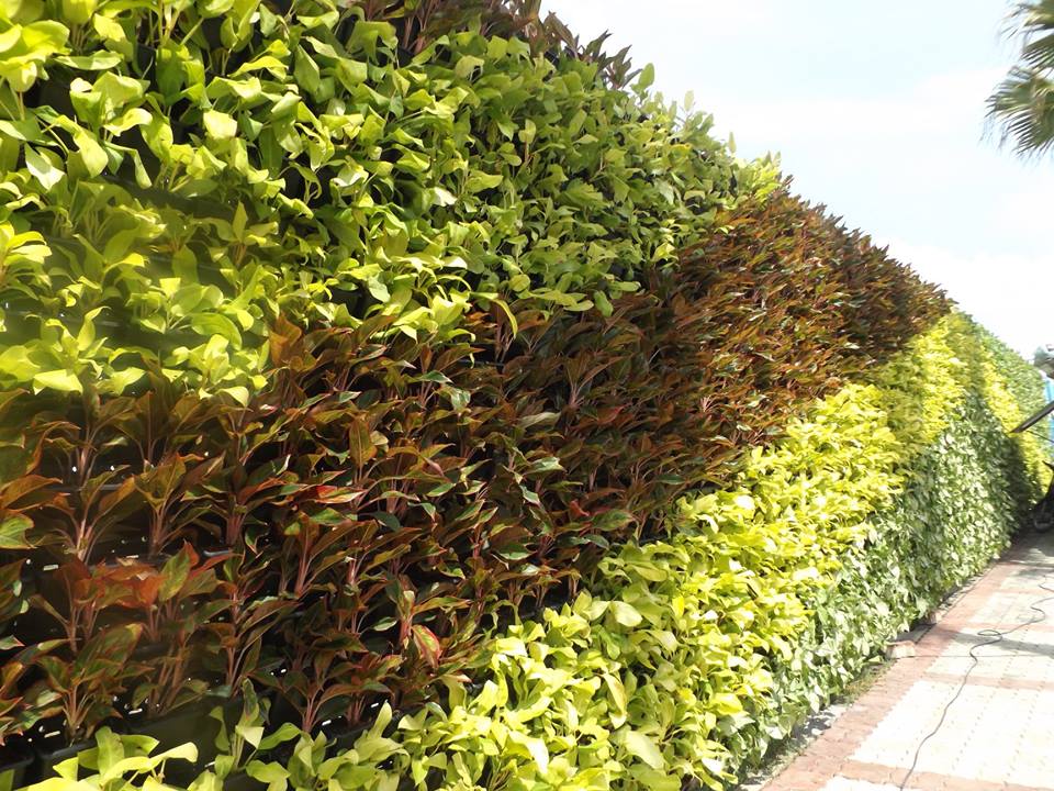 Tường Cây - Vườn Đứng - Green Wall 4 1560153206