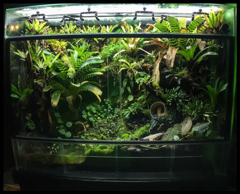 xu-huong-be-ban-can-moi-du-nhap-vao-viet-nam-gan-day-mang-mang-xanh-cua 0 1544680342