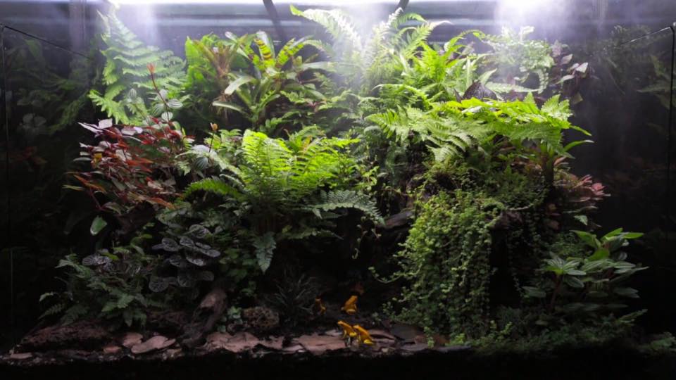 xu-huong-be-ban-can-moi-du-nhap-vao-viet-nam-gan-day-mang-mang-xanh-cua 1 1544680342